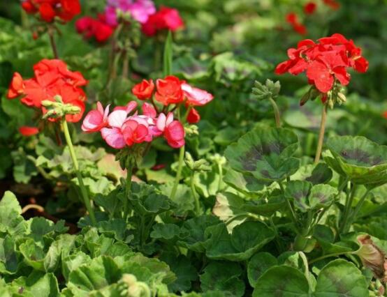 天竺葵的養(yǎng)殖方法，老農(nóng)教你八大基本養(yǎng)殖要點