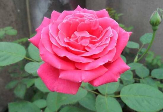 月季什么時候種最合適，月季花的種植方法