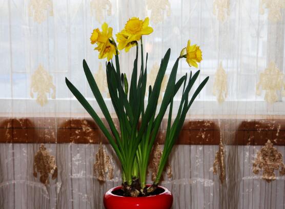 洋水仙怎么施肥和澆水，掌握以下四點保證你的水仙枝繁葉茂