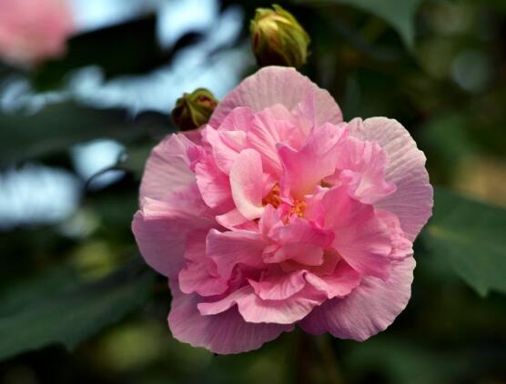 芙蓉花的作用，盤點(diǎn)芙蓉花六大作用