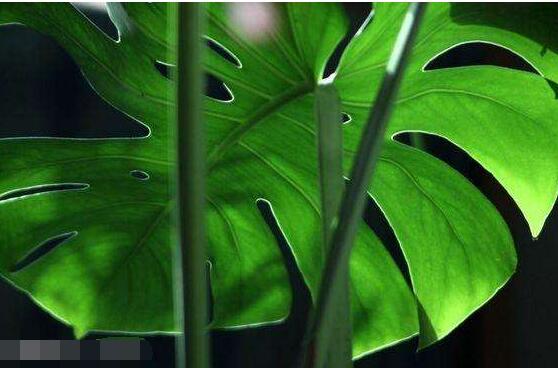 龜背竹怎么修剪，龜背竹修剪方法