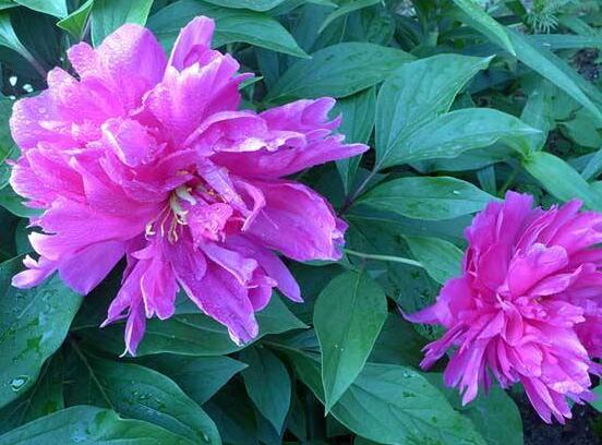 盆栽芍藥花的養(yǎng)殖方法，五個(gè)要點(diǎn)幫你生長(zhǎng)的青翠碧綠