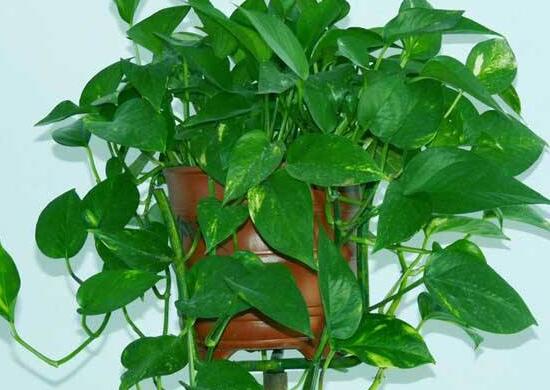 綠蘿怎么修剪，綠蘿太長了修剪圖解
