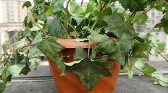 怎樣讓常春藤長得快，教你六個(gè)要點(diǎn)生長枝繁葉茂