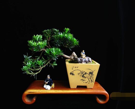 羅漢松可以放客廳嗎，可以/帶來(lái)主人家福氣、鎮(zhèn)守財(cái)寶