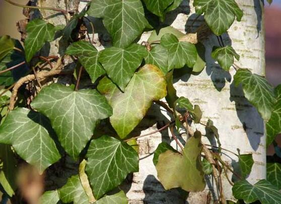 常春藤如何扦插，插蕙盆土剪刀花盆消毒液缺一不可