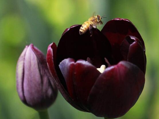 郁金香的花語(yǔ)是什么，郁金香享譽(yù)世界花后