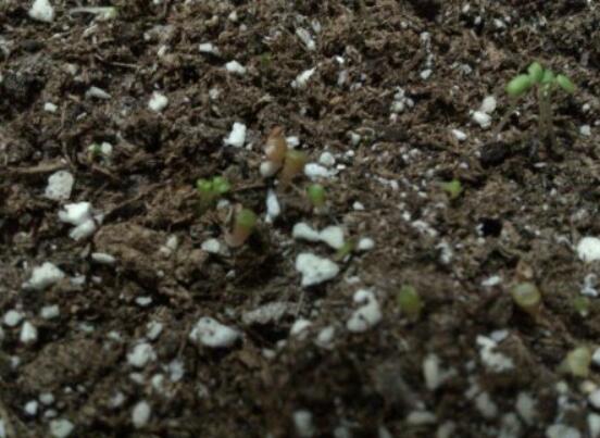 生石花怎么繁殖，最常用兩種繁殖方法(播種與分株)