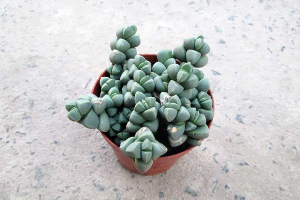 怎么養(yǎng)多肉植物長(zhǎng)得快，保證光照充足是關(guān)鍵