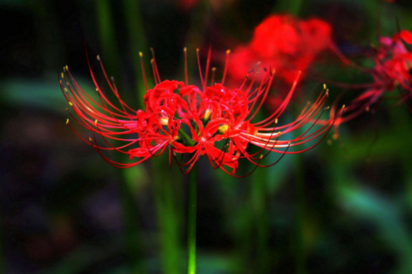 彼岸花為什么不能養(yǎng)，寓意不好影響心情