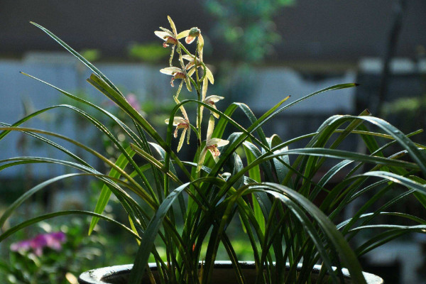 蘭花澆水的正確方法，選擇優(yōu)良水質(zhì)均勻灌溉