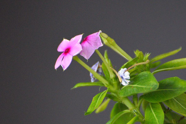 四季梅葉子小又密怎么回事，光照不足葉片徒長