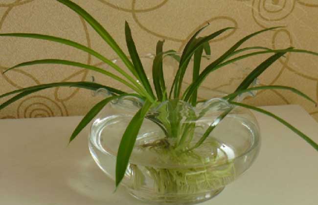 吊蘭水培方法，5個(gè)小步驟可以讓你的吊蘭長得郁郁蔥蔥