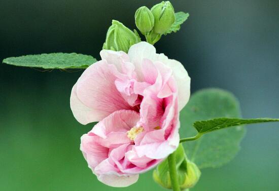 芙蓉花什么時(shí)候開(kāi)，芙蓉花一年開(kāi)幾次花