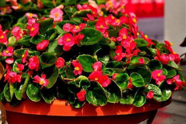 四季海棠怎么修剪，春秋季節(jié)修剪對(duì)植株影響最小