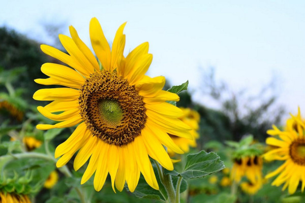 向日葵怎么養(yǎng)，保證光照及時施肥