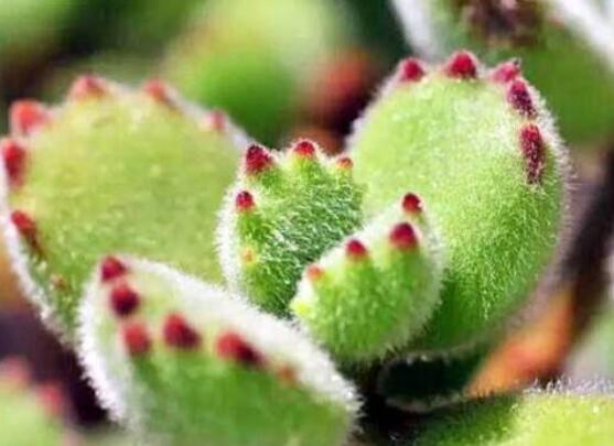 熊童子長(zhǎng)黑斑了怎么辦，教你兩種最常見(jiàn)解決辦法(蟲(chóng)害與病害)