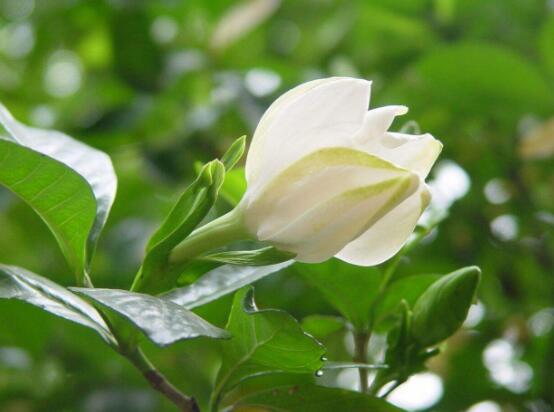 梔子花葉子蔫了怎么辦，四種原因以及解決辦法