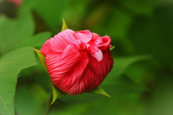 芙蓉花的養(yǎng)殖方法，從四個方面來做好養(yǎng)護