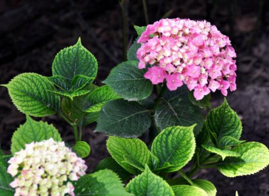 繡球不開花的原因，四種原因以及解決辦法