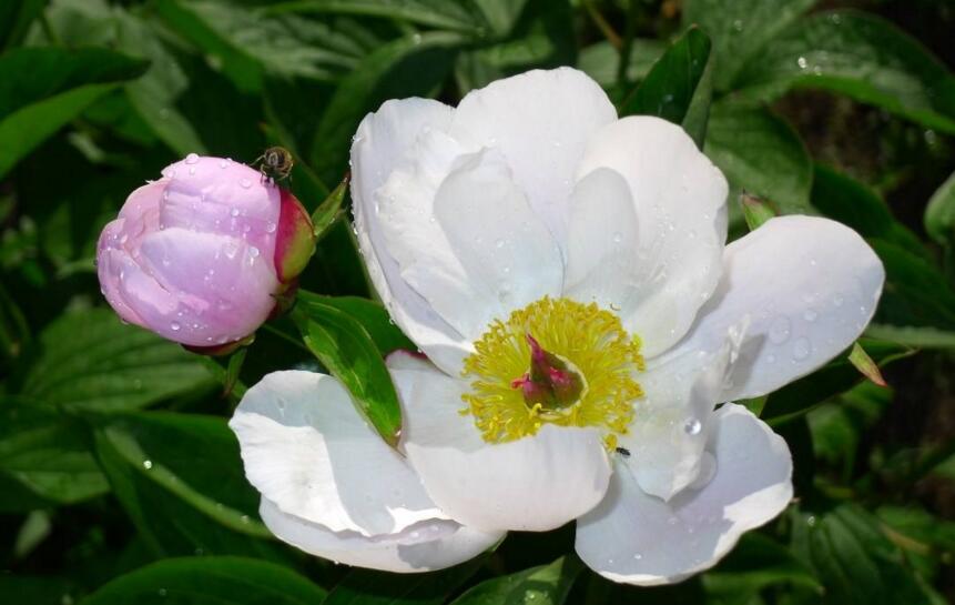 芍藥花籽的種植方法，要及時(shí)的進(jìn)行播種