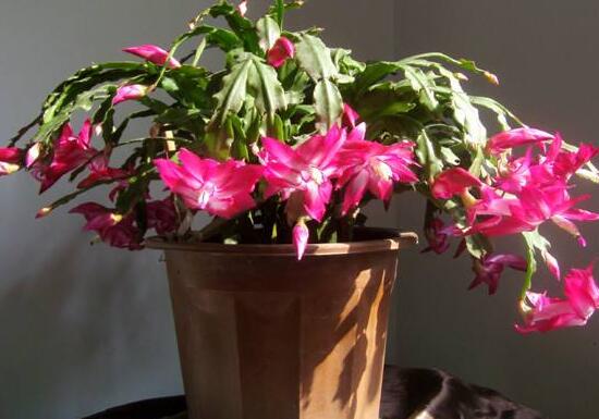 蟹爪蘭春天會開花嗎，蟹爪蘭春天怎么養(yǎng)