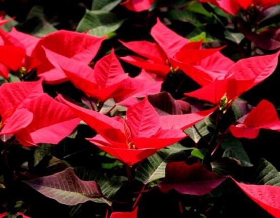 一品紅怎么養(yǎng)，一品紅養(yǎng)殖方法