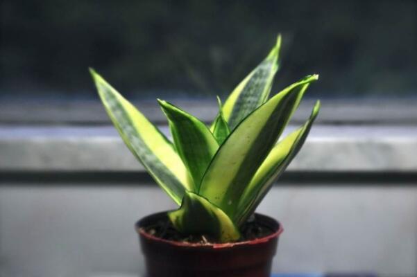 虎皮蘭水培還是土培好，水培的優(yōu)勢(shì)非常明顯