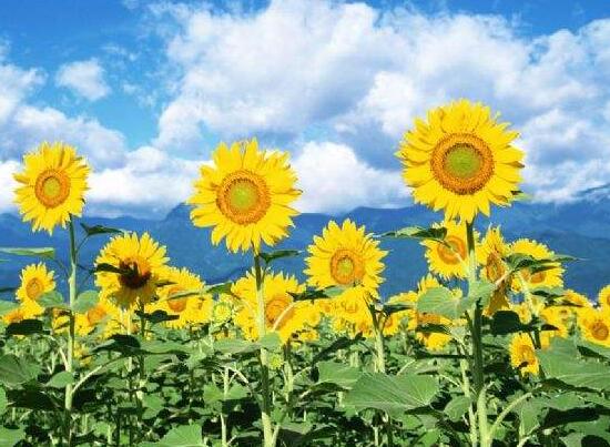 向日葵多久澆一次水，向日葵怎么澆水