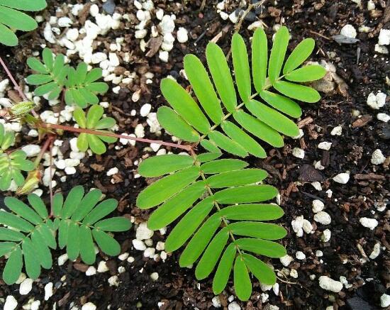 含羞草長(zhǎng)什么樣子，含羞草的特點(diǎn)是什么