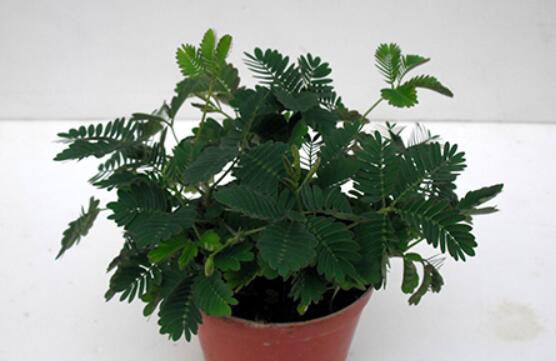 含羞草怎么養(yǎng)殖，老農(nóng)總結(jié)最實(shí)用五個(gè)養(yǎng)殖要點(diǎn)