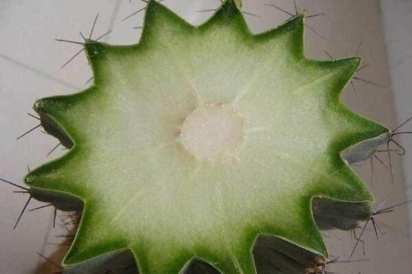 仙人球的繁殖方法，以下三種繁殖方法必須要掌握