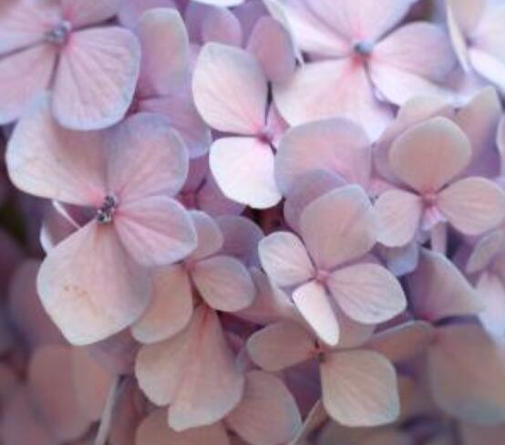 無(wú)盡夏和普通繡球的區(qū)別，教你兩種最簡(jiǎn)單區(qū)別方法(花期/外觀)