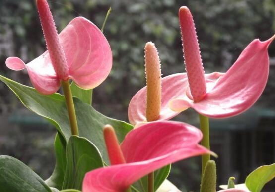 欣賞最好看馬蹄蓮圖片花語，代表著忠貞不渝，永結(jié)同心