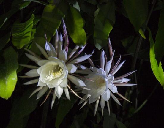 曇花怎么養(yǎng)，注意盆土是關鍵/肥水要合理