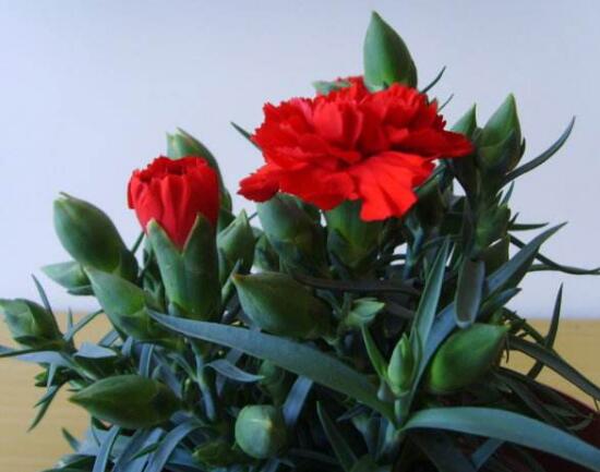 康乃馨什么時候開花，康乃馨的花期多長