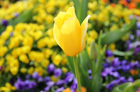 郁金香的花語(yǔ)是什么，郁金香享譽(yù)世界花后