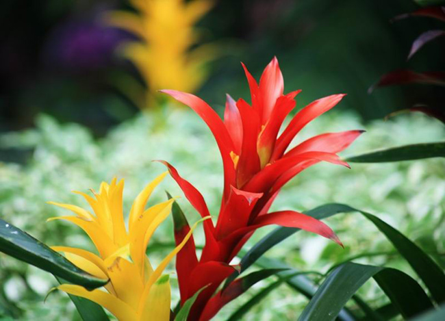 鴻運(yùn)當(dāng)頭種類有哪些，鴻運(yùn)當(dāng)頭常見品種介紹