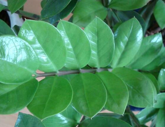 金錢樹(shù)的管理方法，教你五個(gè)最佳管理方法