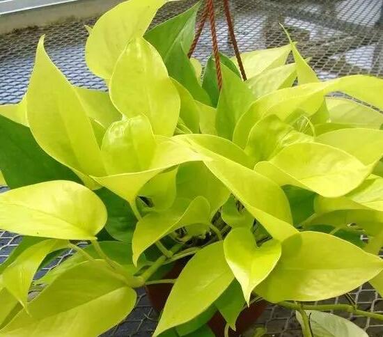 綠蘿的品種有哪些，綠蘿哪個(gè)品種好