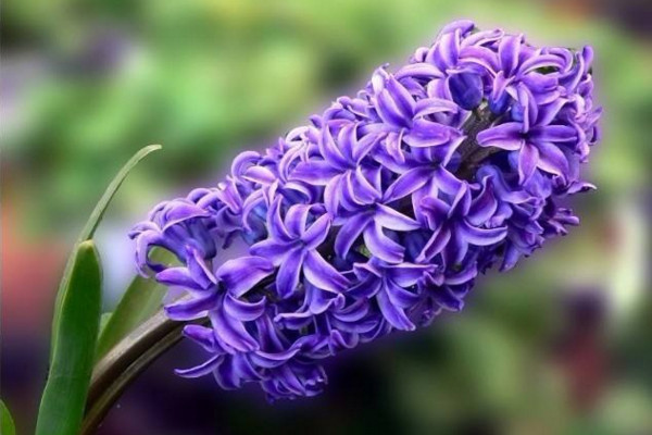 怎樣防止風(fēng)信子長太高