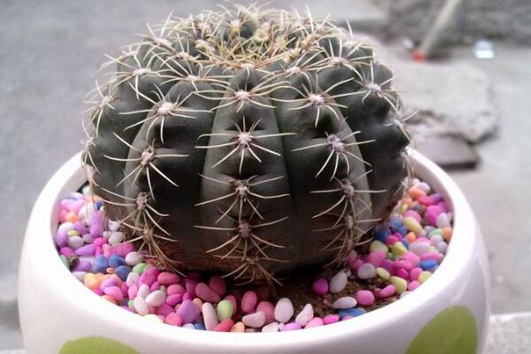 仙人球的養(yǎng)殖方法，養(yǎng)好仙人球做好以下5點(diǎn)最關(guān)鍵