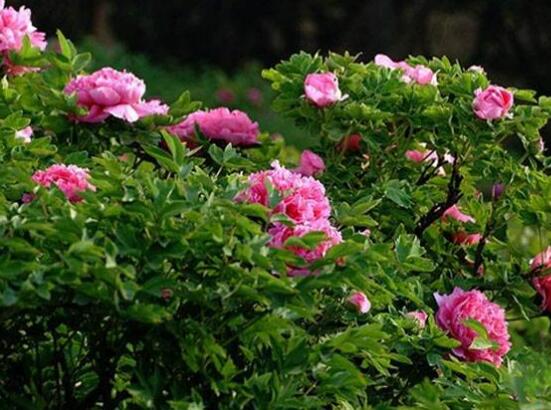 牡丹花怎么繁殖，牡丹花六大繁殖方法