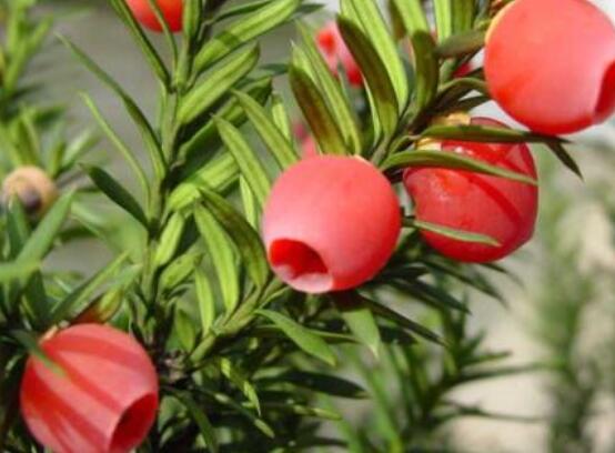 家里養(yǎng)紅豆杉風(fēng)水好嗎，起到延年益壽、幸福健康