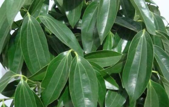 平安樹圖片，平安樹開花圖片