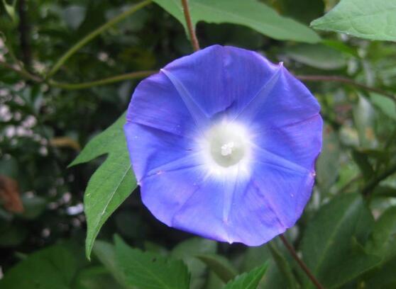 牽牛花的品種，盤點(diǎn)牽?；ㄗ蠲赖牧笃贩N