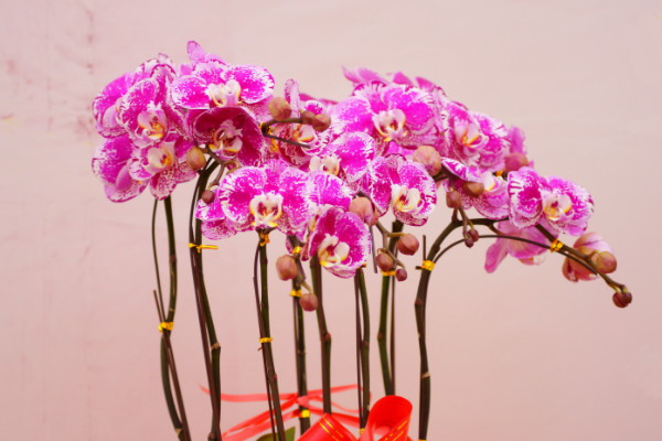 送蝴蝶蘭代表什么意思，夸贊女性/我愛(ài)你/友情深厚等