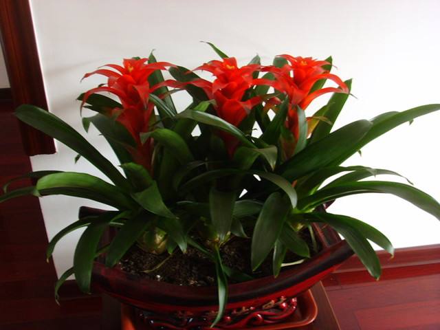 鴻運(yùn)當(dāng)頭種類有哪些，鴻運(yùn)當(dāng)頭常見品種介紹