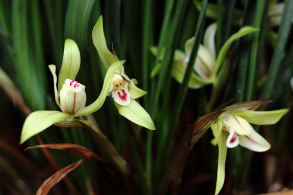 蘭花寓意及花語是什么，高貴典雅/樂觀積極/愛國