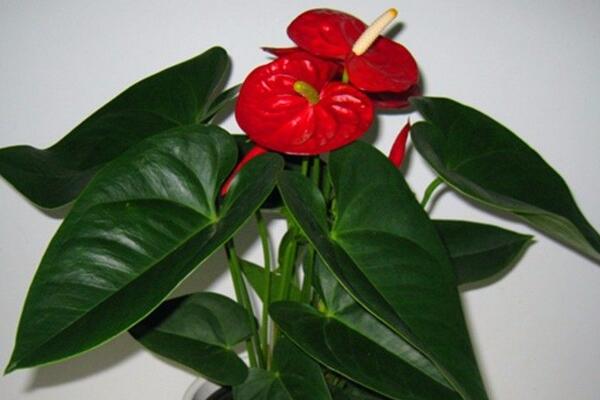 紅掌怎么繁殖，常見有分株、播種、扦插三種繁殖方法